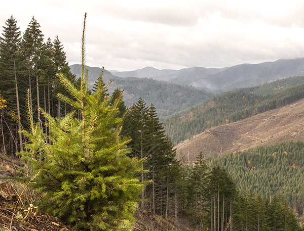 Clearcutting Fact