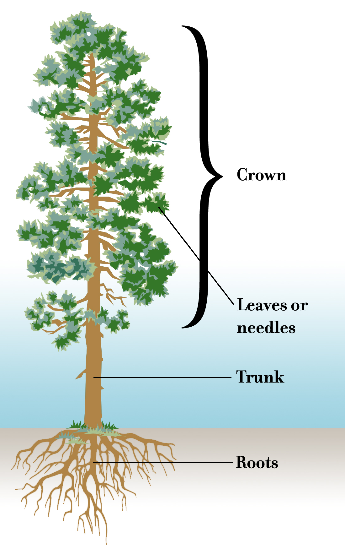 Tree Biology Oregonforests Diagram Of A Tree Labeling Its Parts